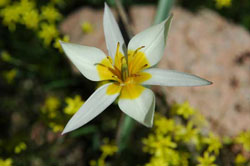 Tulipa bifloriformis